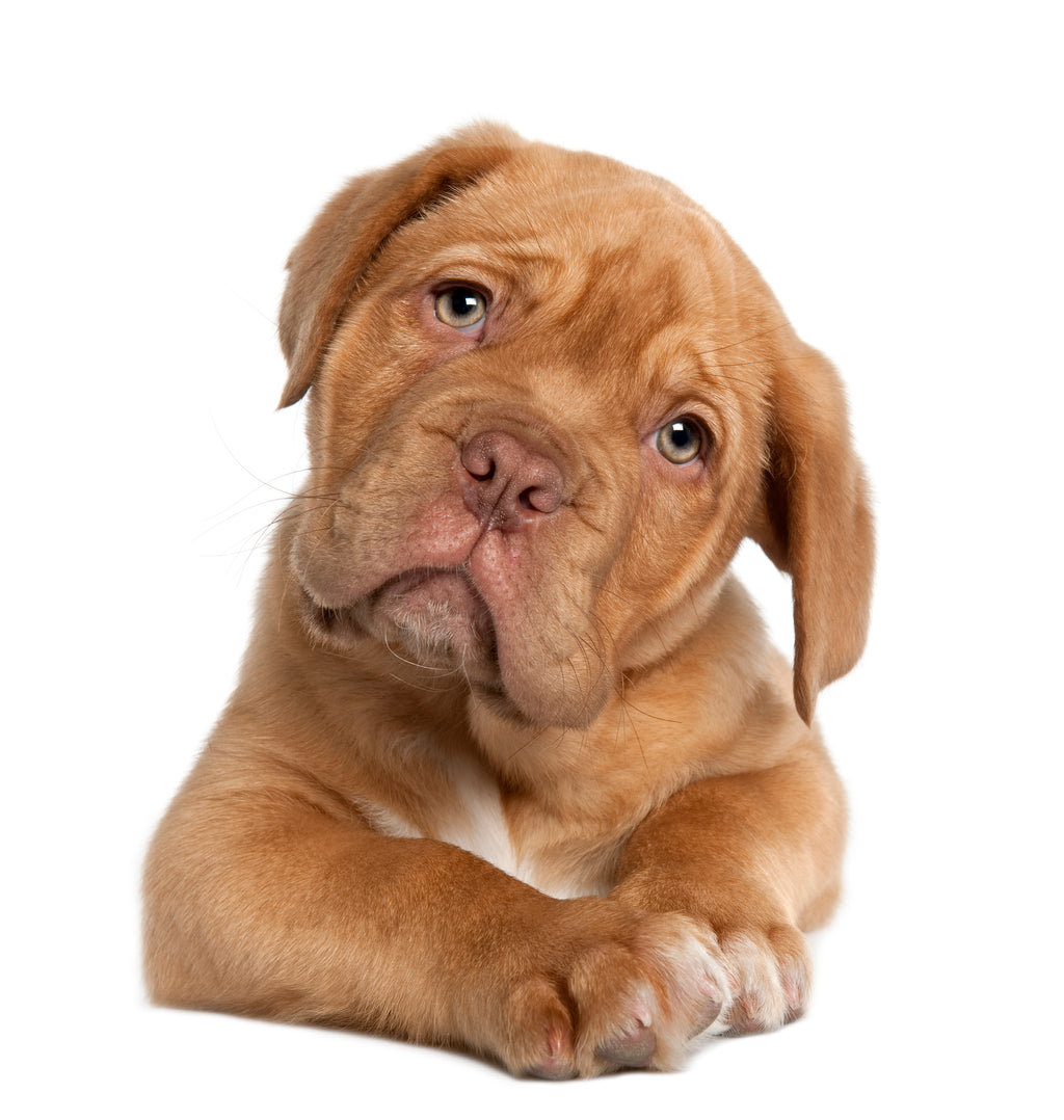 What Are Dog Probiotics and When Do I Give Them to My Dog? – NurtureVet