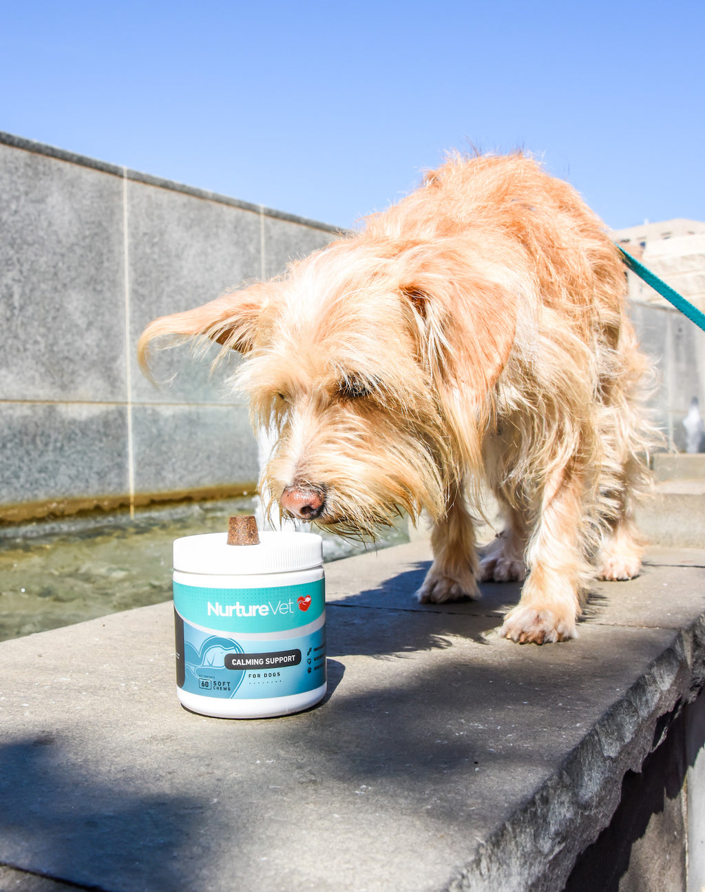 Best Dog Anxiety Supplements Calming Dog Supplements NurtureVet