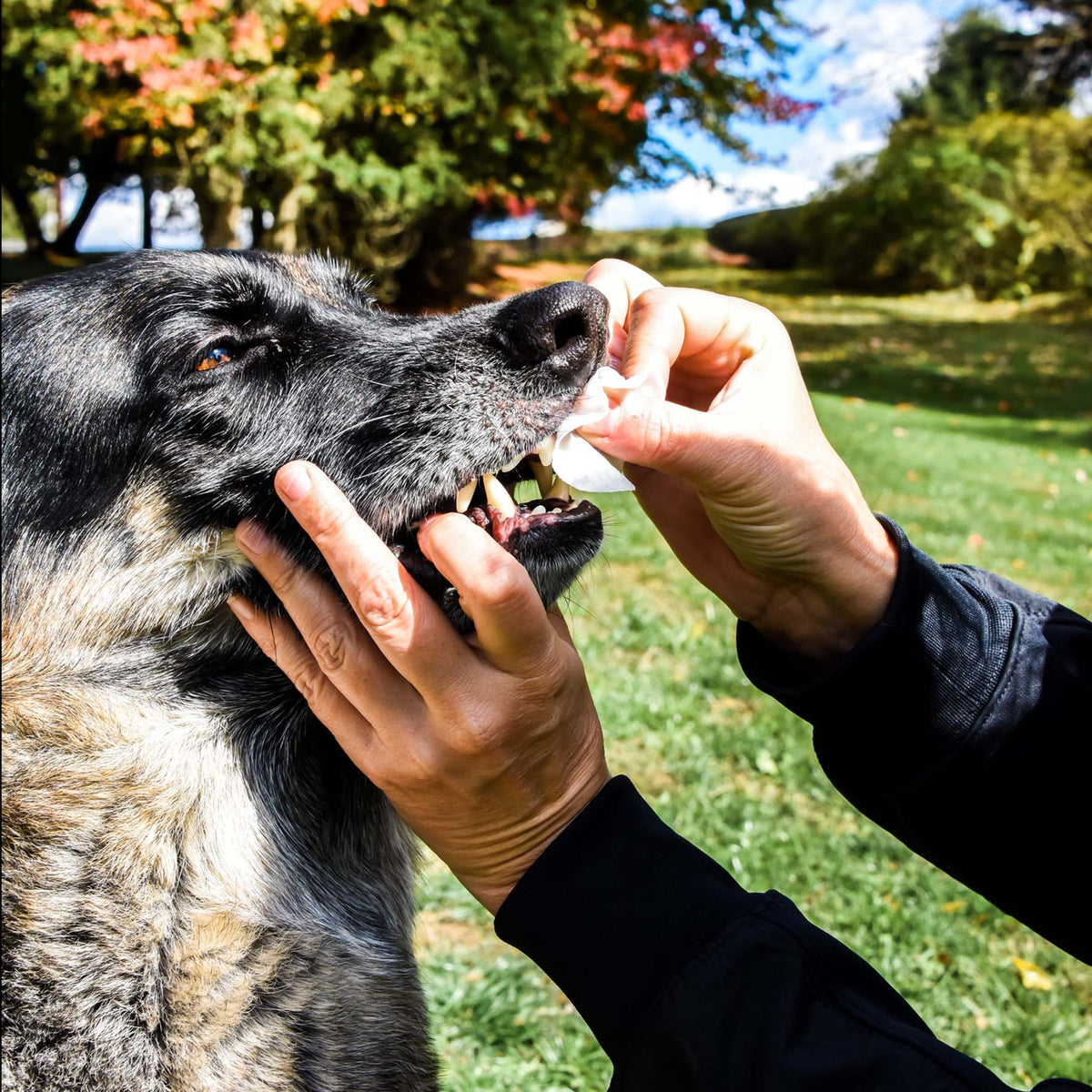Best Dog Dental Wipes