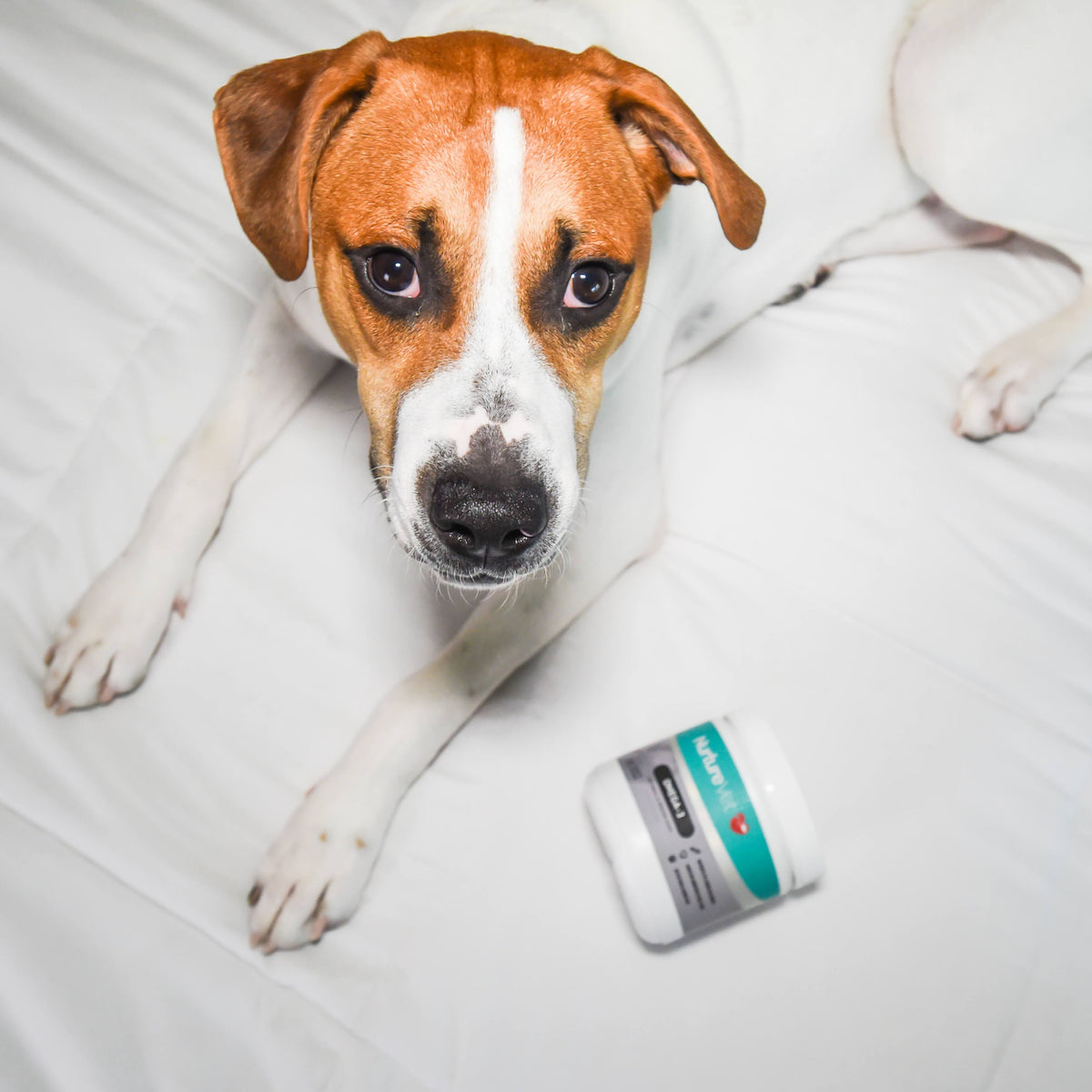 Omega-3 Supplements for Dogs - Dog Allergies, Hot Spots, Dry Skin