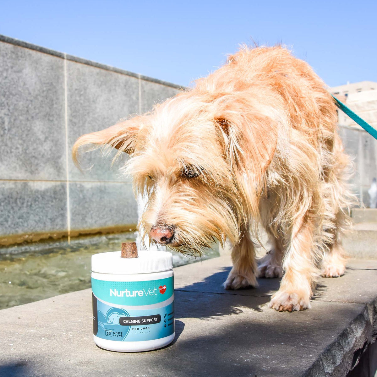 Calming Support for Dogs