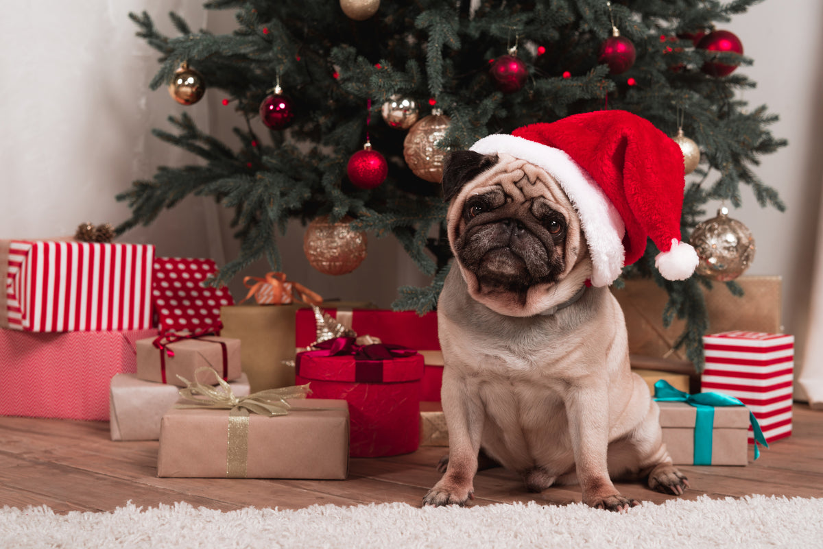 Gifts for Pet Owners