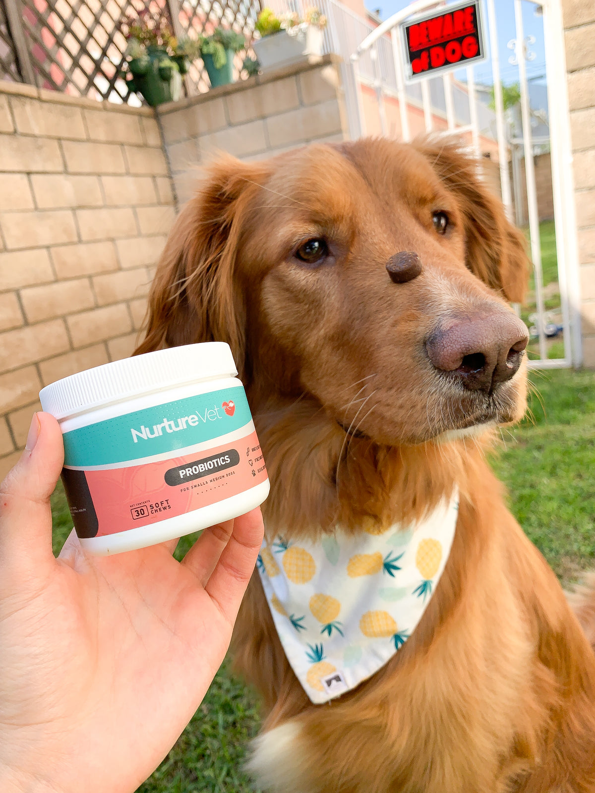 What Are The Signs That Your Dog Needs Probiotics?