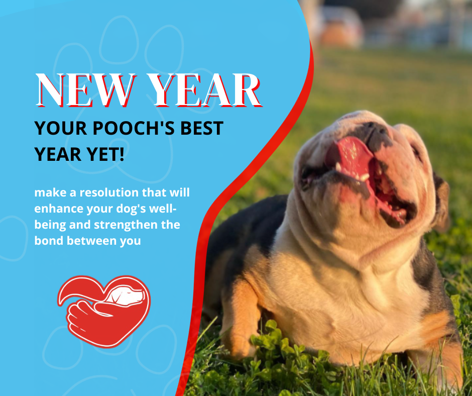 Pawsitively Perfect: NurtureVet Multivitamins and Probiotics for Your Pooch's Best Year Yet!