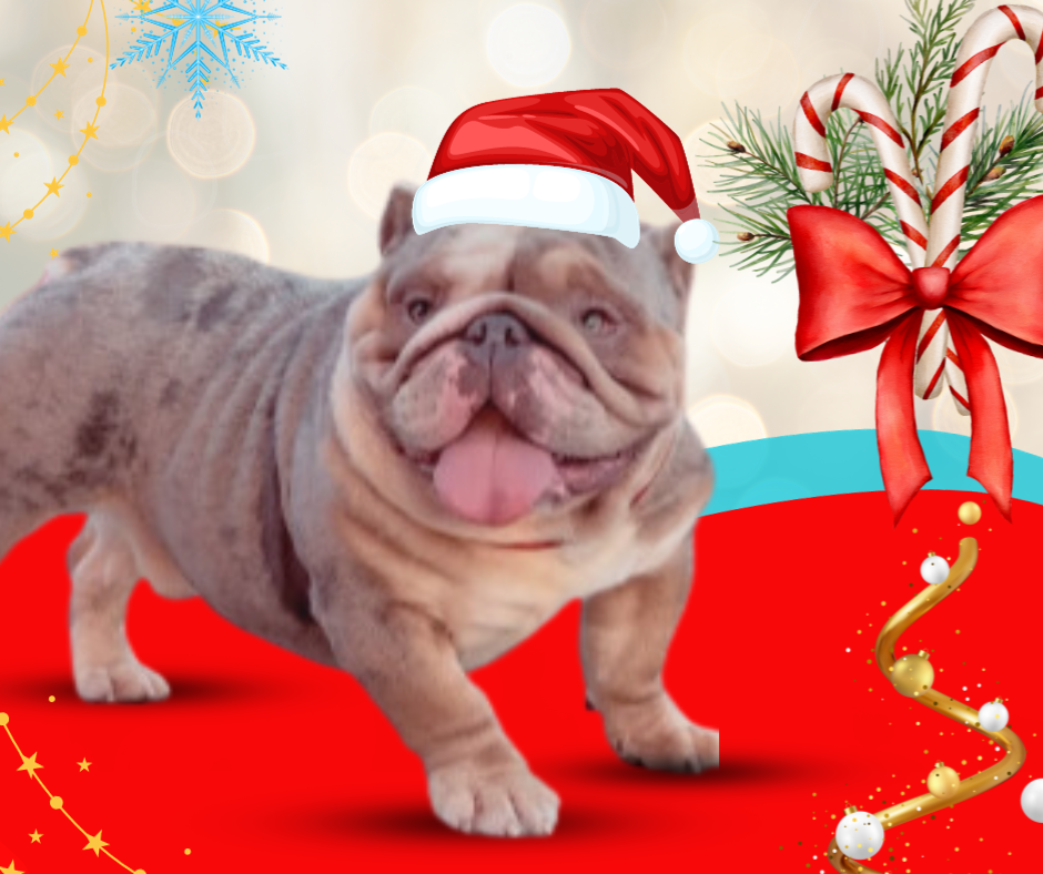 Keeping Your Dogs Calm and Merry: A Guide to a Stress-Free Holiday Season with NurtureVet Calming Support