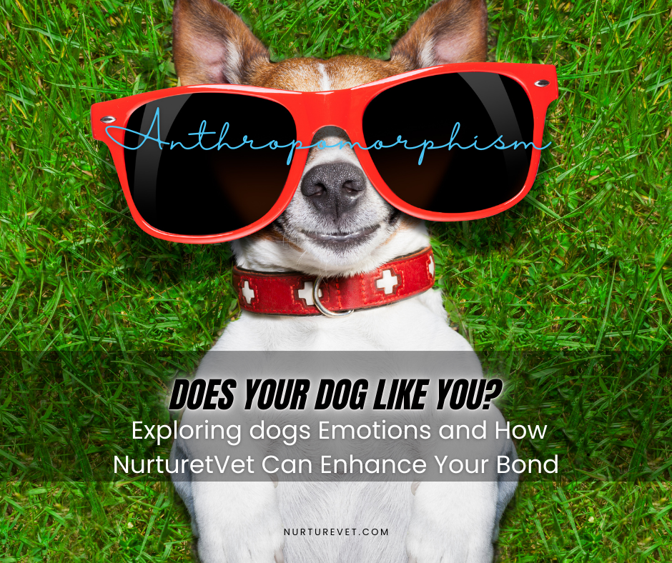 Does Your Dog Like You? Exploring Canine Emotions and How NurtureVet Can Enhance Your Bond