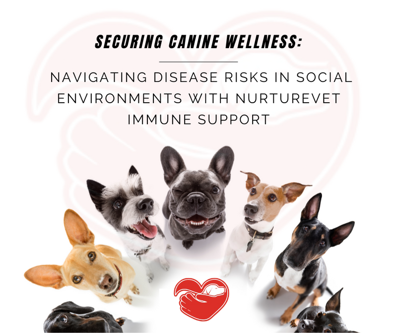 Securing Canine Wellness: Navigating Disease Risks in Social Environments with NurtureVet Immune Support