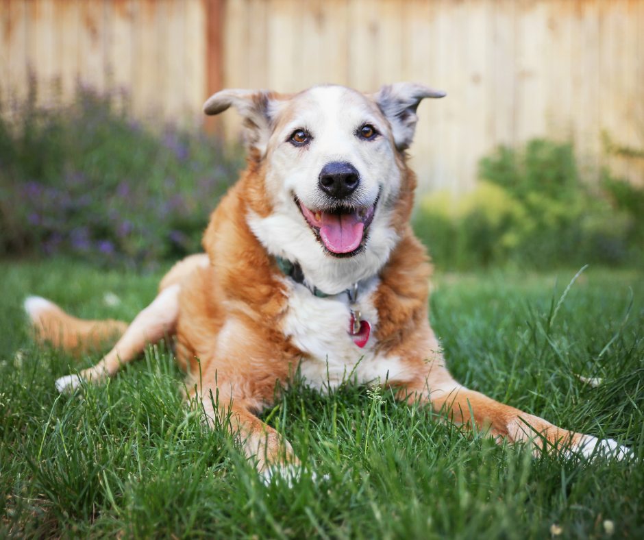 Have A Senior Dog? Here's How Dog Supplements Can Help!