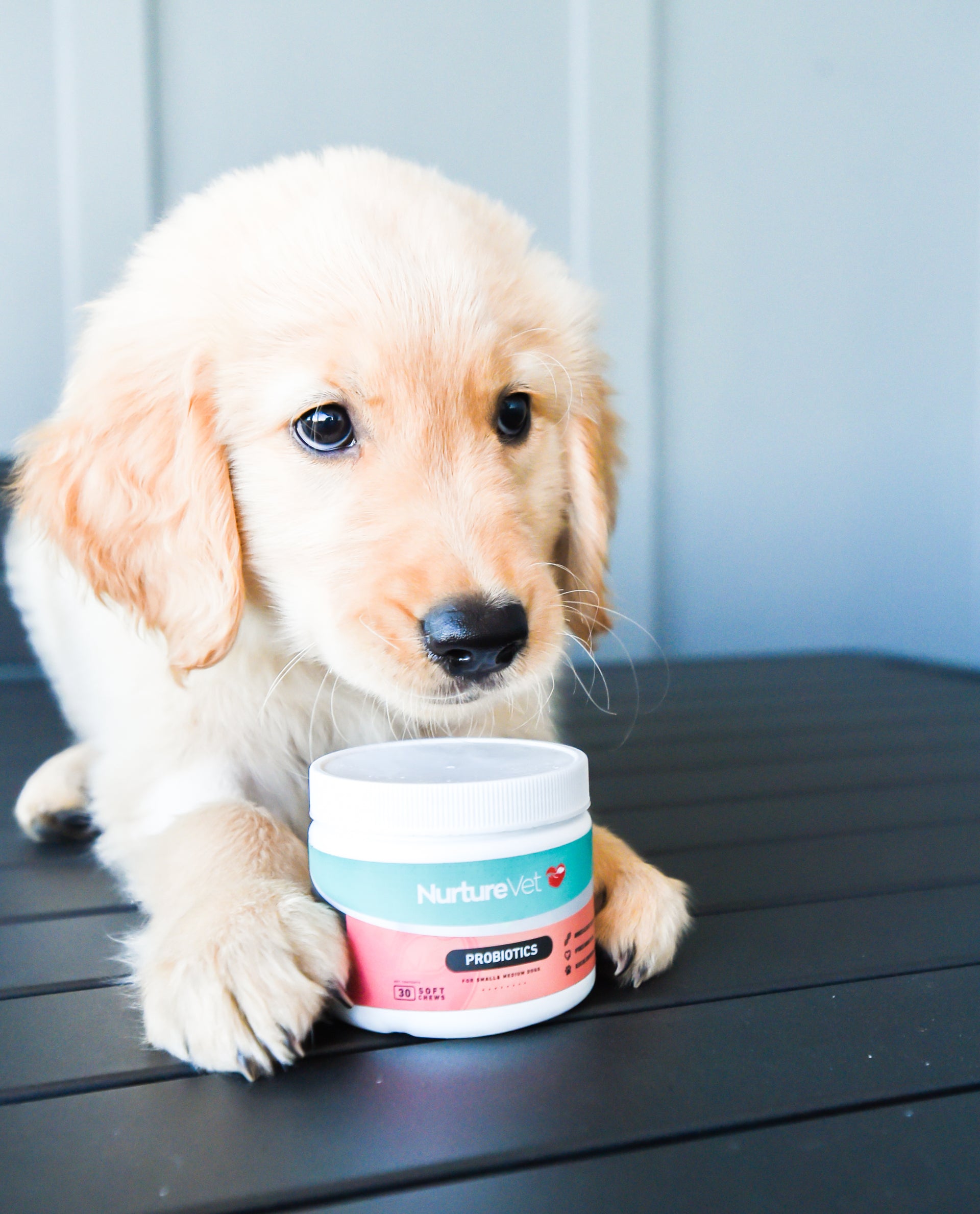 When to give my dog probiotics? NurtureVet