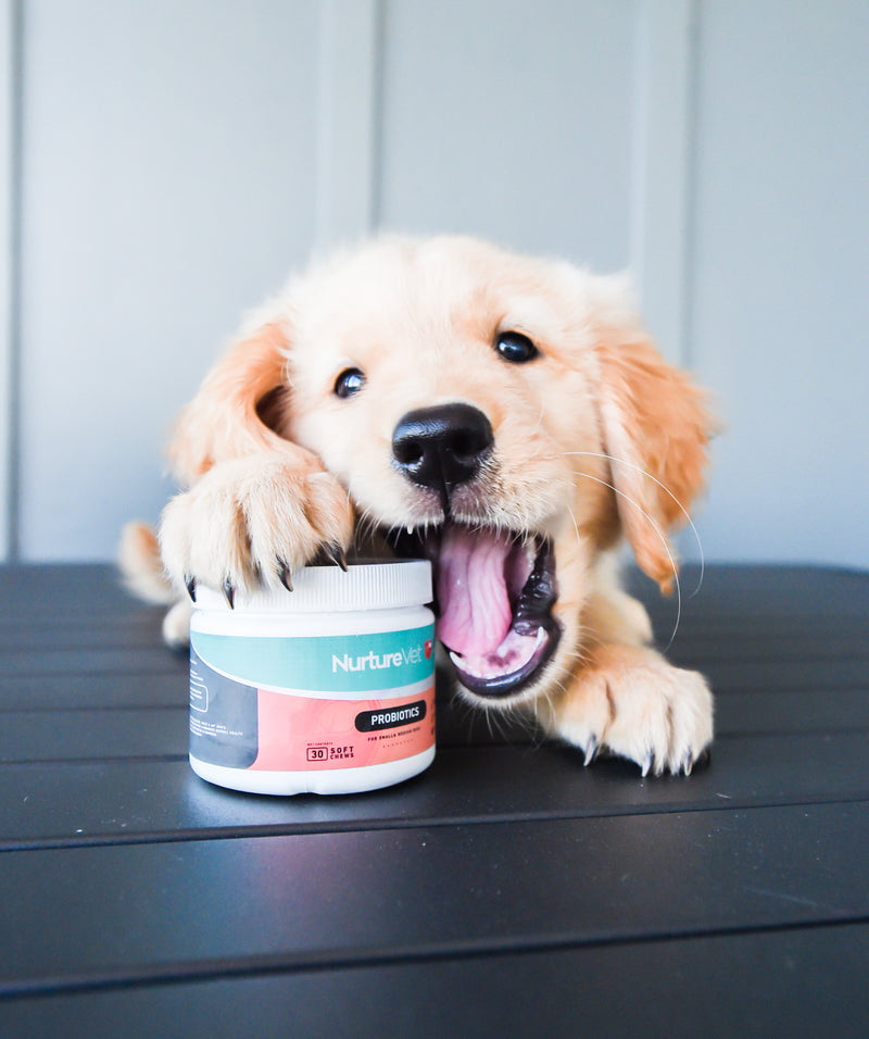 Best Probiotics for Puppies for Promoting Gut Health in 2022