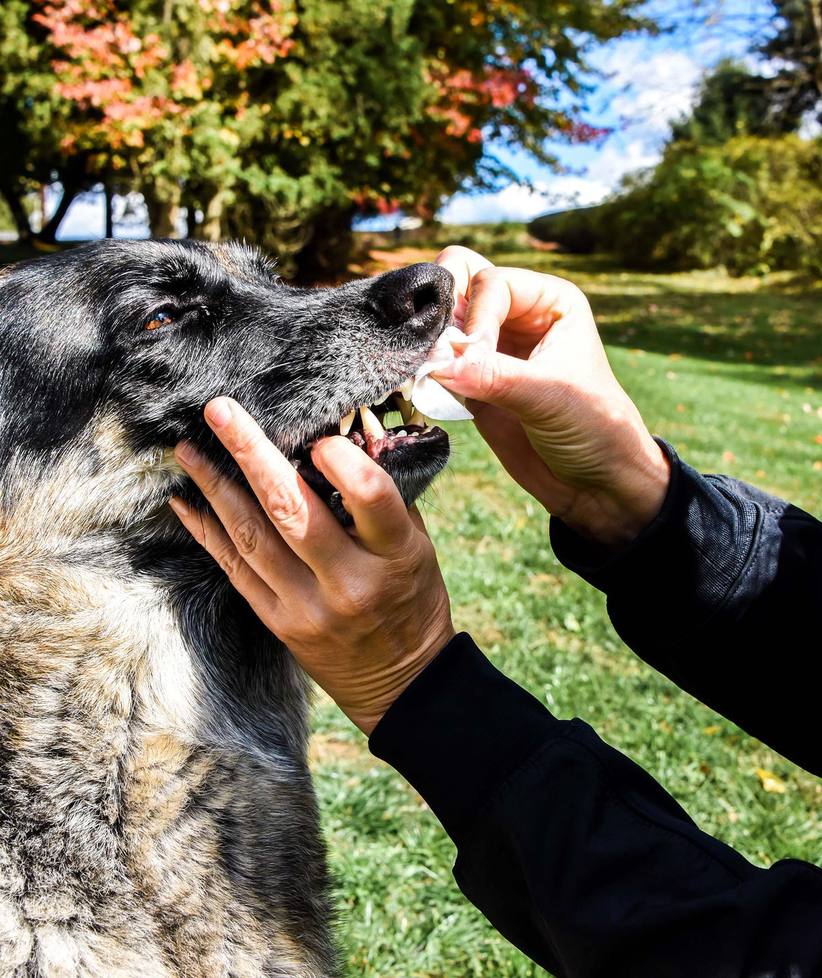 Dental Wipes for Dogs - Clean DogTeeth- Dog breathe freshener - white dog teeth- Dog Cavities